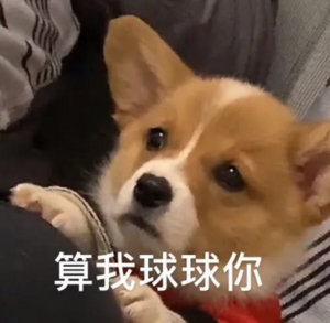 明显感觉到狗狗的尴尬了哈哈哈，🐶心想：看我尾巴摇这么好，快点来帮我，还在那拍呢