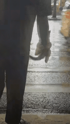 在斑马线边等红绿灯的时候，不知道从哪里跑来一只小猫崽？它纵身一跃跳到了我的胳膊上