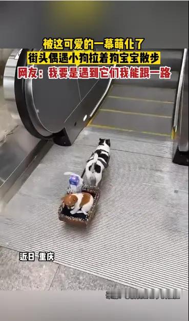 萌坏了，看这两个散步的“毛孩子”近日，重庆，一网友路遇一只小狗拉着狗宝宝溜达逛街