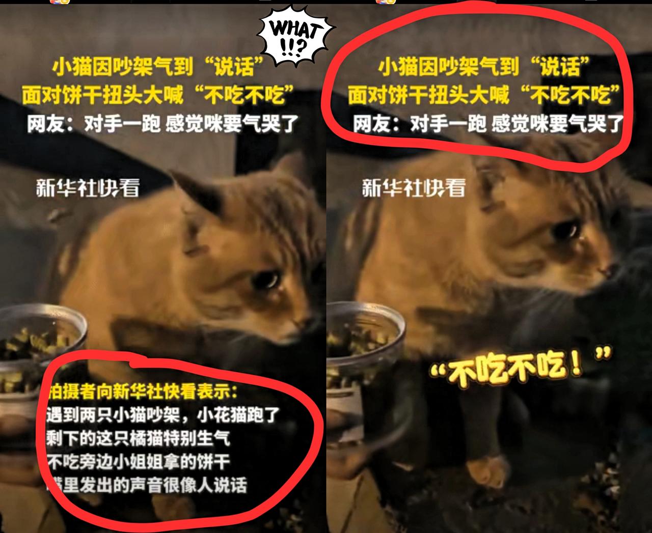 “这只小猫竟然火到央媒了！”四川成都，一博主碰见两只猫吵架，小花猫跑了后，剩下