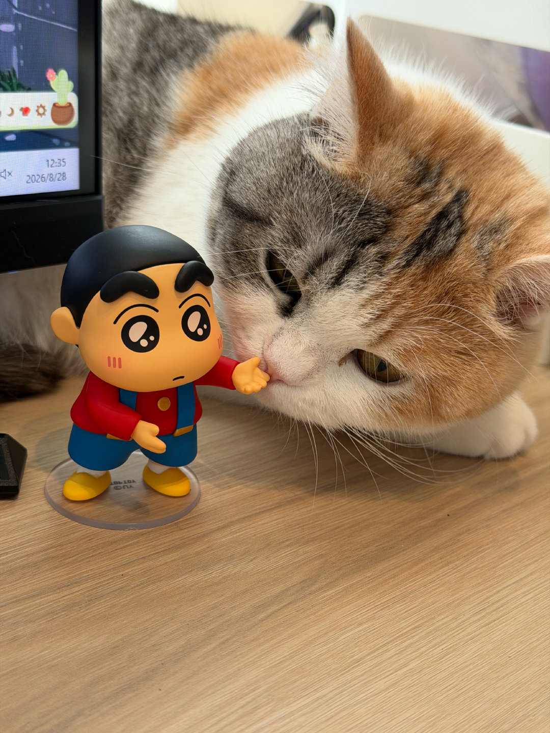 看！是睡着的小猫咪！​​​