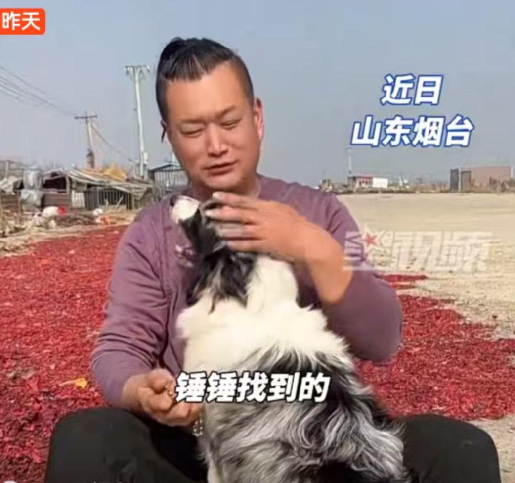 常言道“狗来富”，但这回山东烟台的一只流浪狗，给主人带来的可不仅仅是好运，那是实