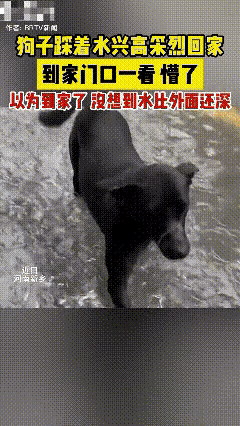 不可思议！河南新乡，一狗狗大雨天踩着水兴高采烈回家，到家门口一看，懵了，当场愣在