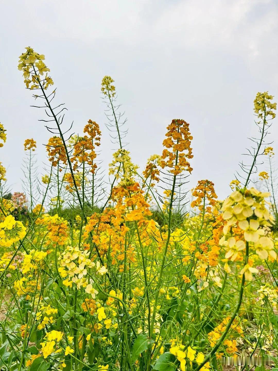 重庆三板溪公园里的油菜花，又美又浪漫！眼下，两江新区三板溪公园里的油菜花，迎来了