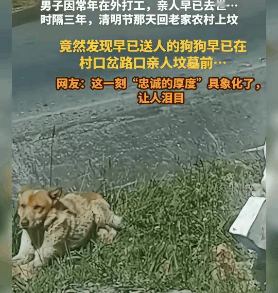 你见过白发婆婆跪在手术室门外，哭着求医生“剖开儿媳肚子救孩子”吗？这真不是电视剧