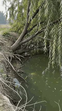 鱼：谁说我上不了树的？