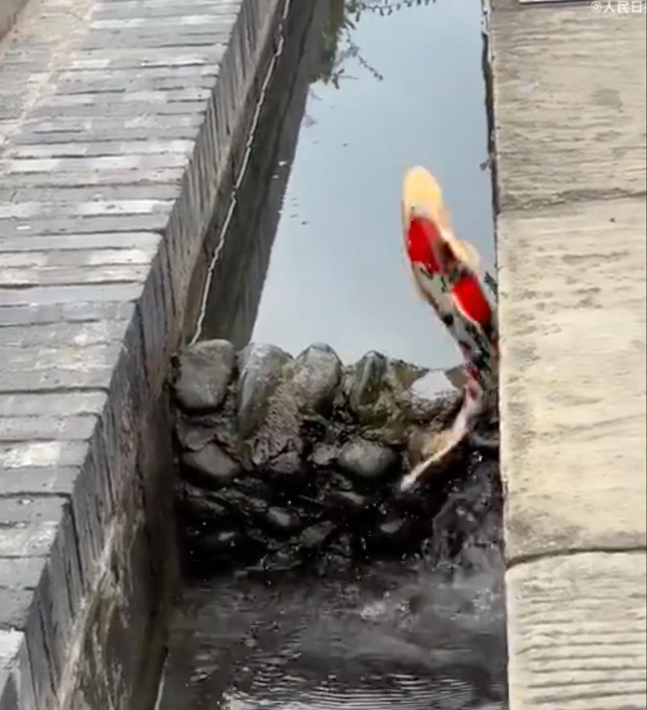不同动物居然可以如此天衣无缝的配合，简直是开眼界了。有网友拍摄到一只锦鲤想从下游