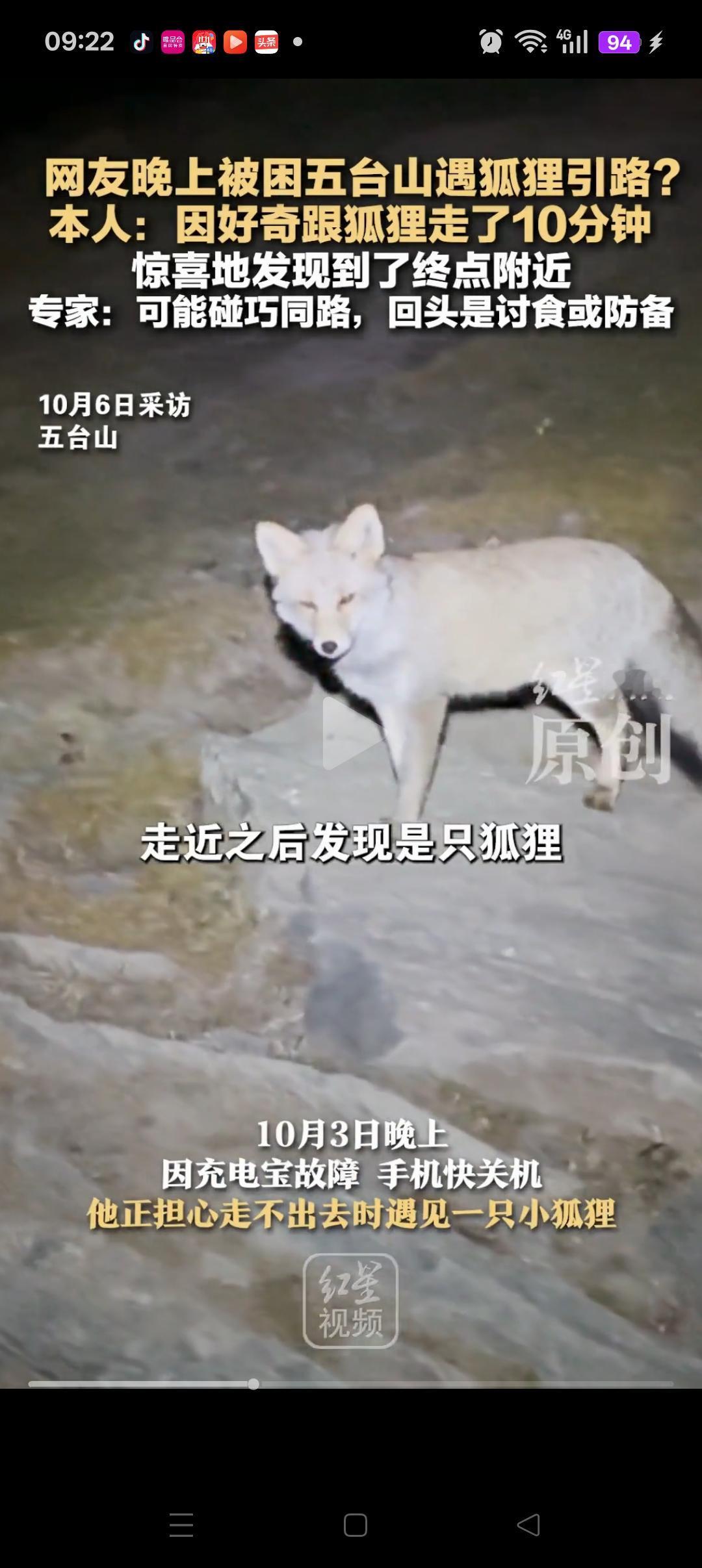 “彻底说不清楚了”，五台山，夜晚一男子正担心走不出去了，突然发现一只小狐狸，小狐