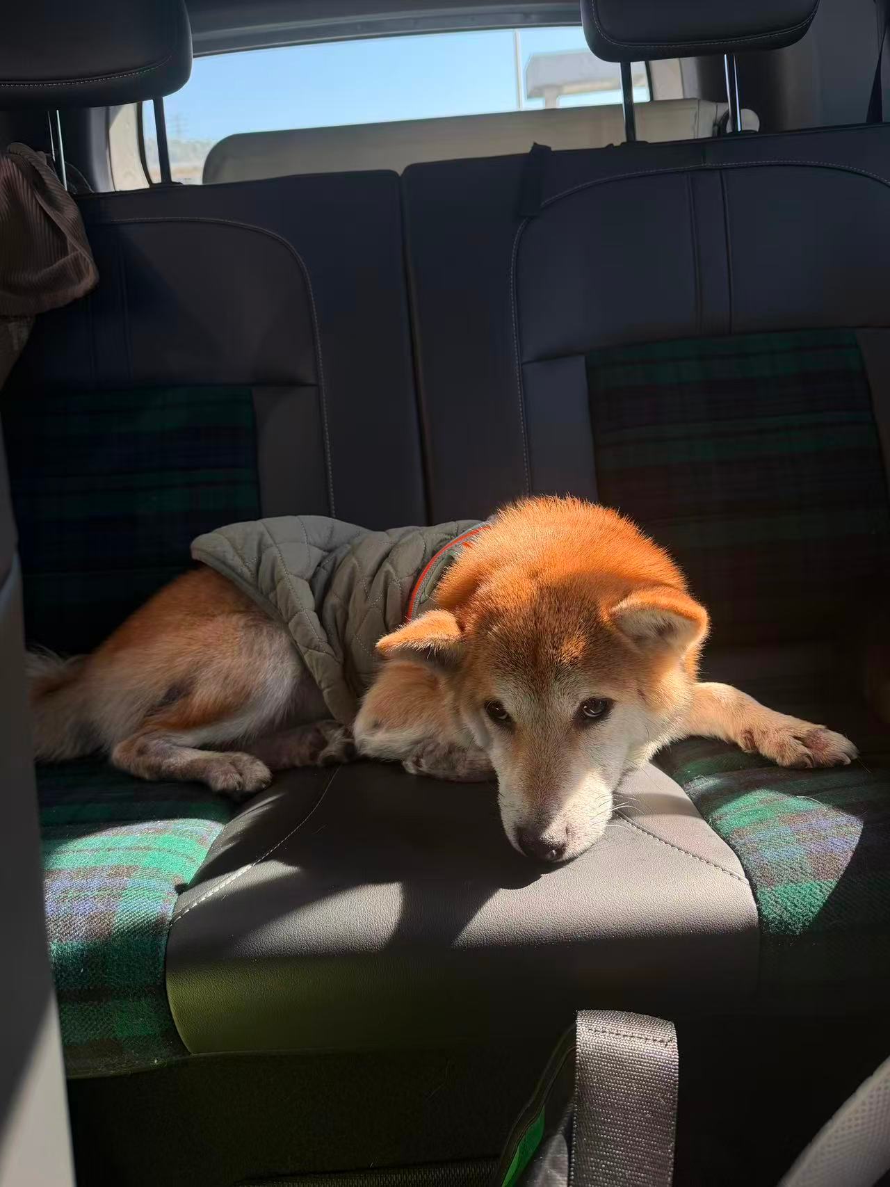 坐车最乖的小狗狗了宠物宝骏悦也plus好多车anycar