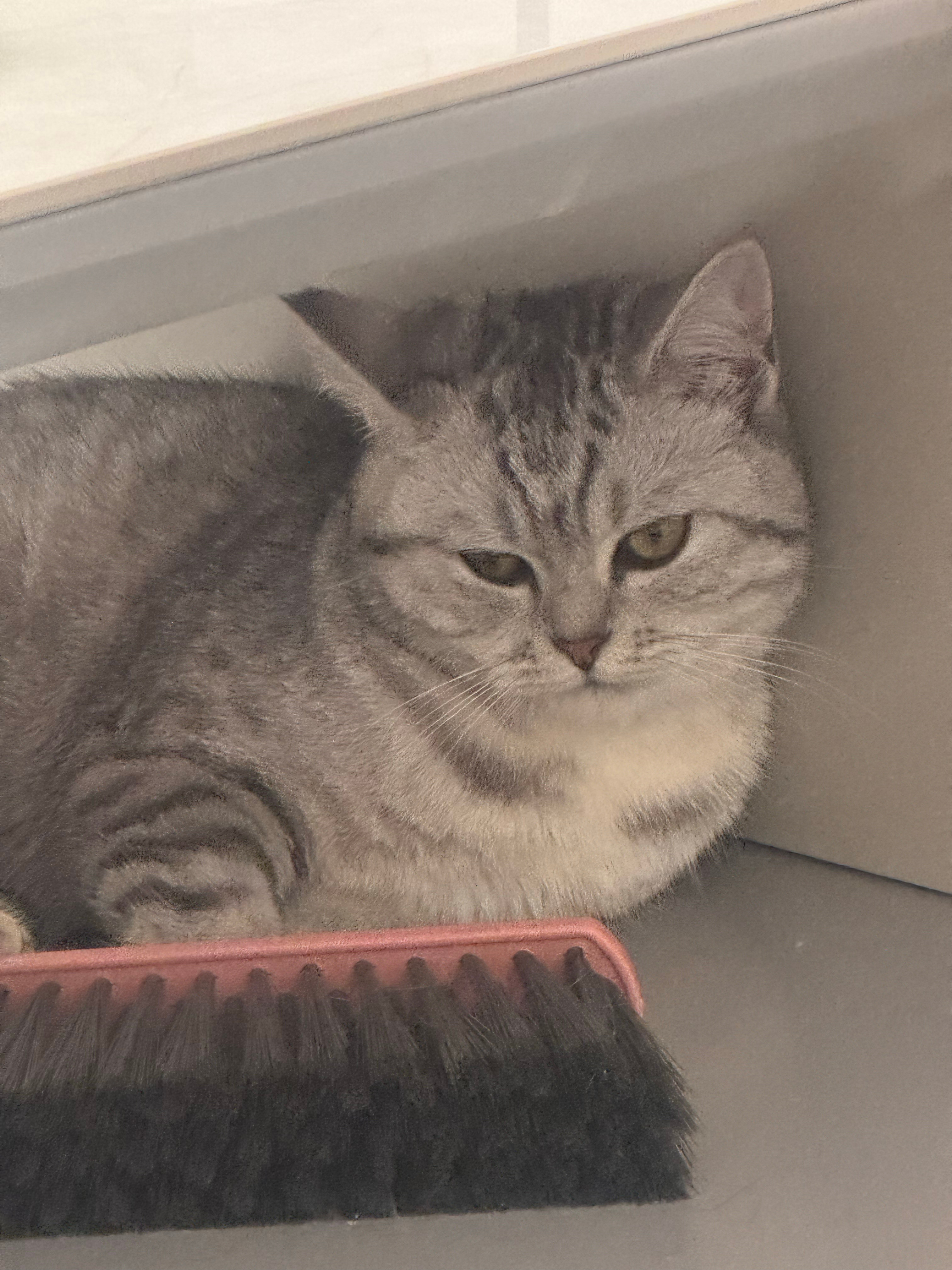 看见我摸小狗就这样