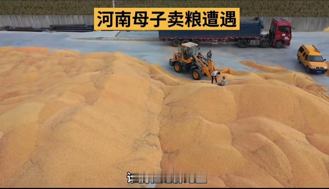 河南新乡的秋收刚结束，粮站里堆满金黄的麦粒，孙家母子却蹲在空荡荡的账本前红了眼眶