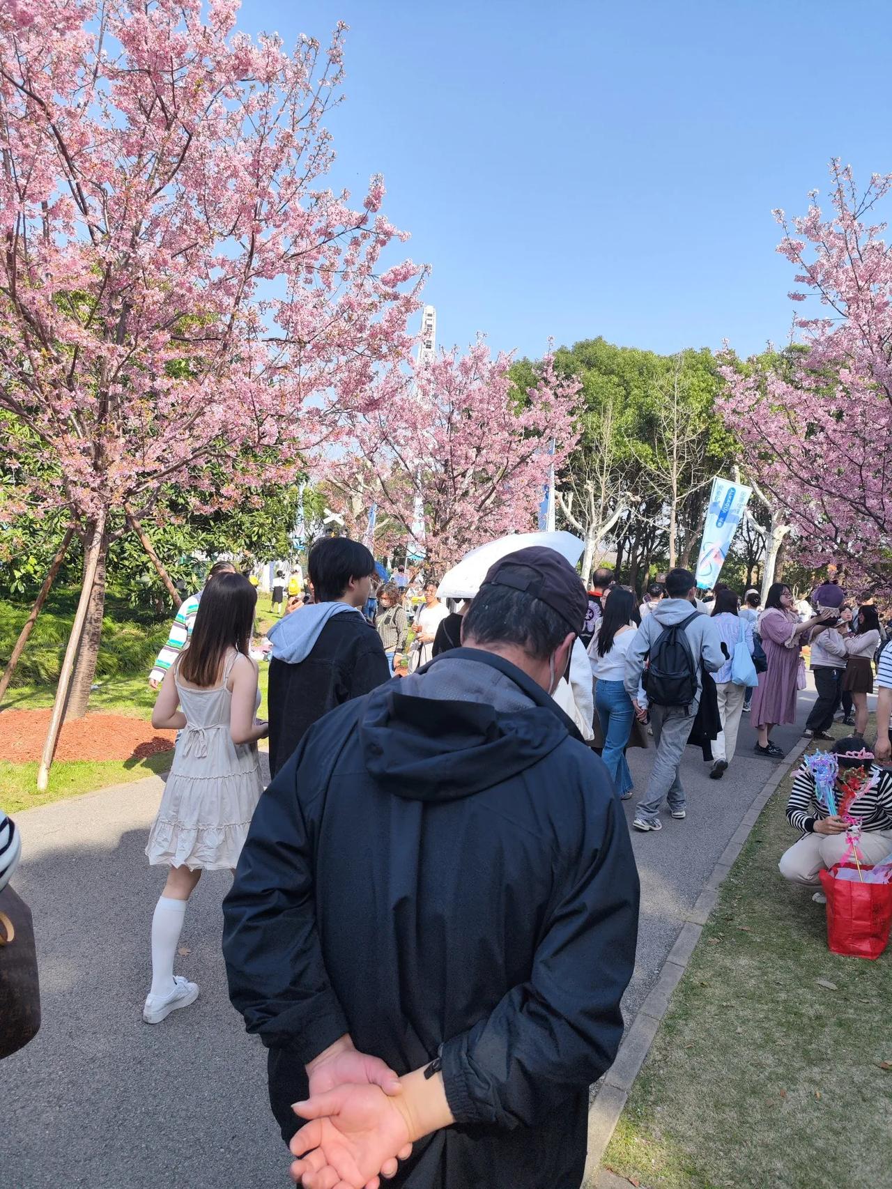 刚刚来到上海顾村公园赏樱花，我还以为是漫山遍野的樱花呢，没想到，就是一条路上，两