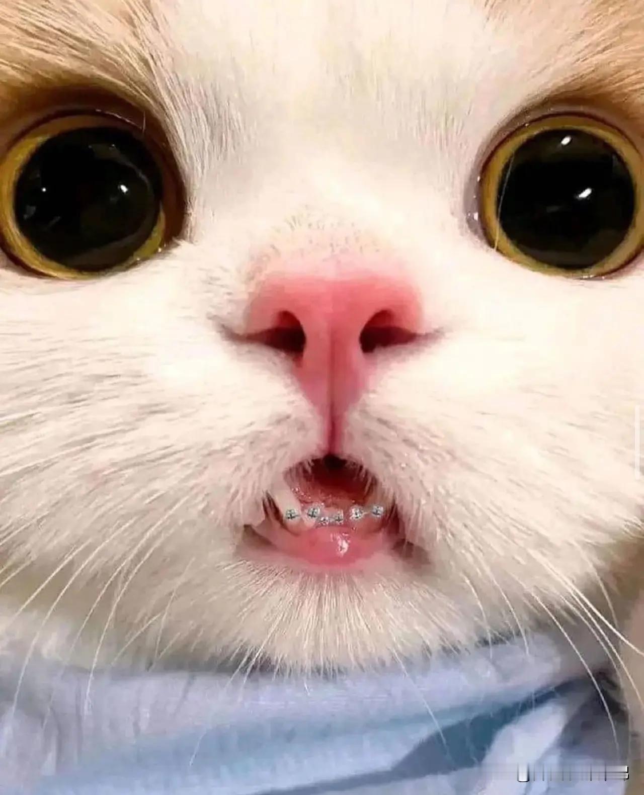 爱牙大使🐱，早晨好呀～
