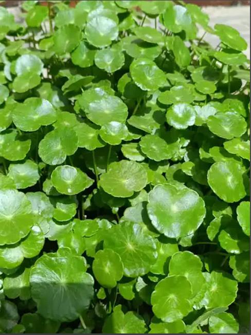 胆囊息肉，用好一味“利胆草”，搭配3味药，胆囊会越来越好大家好，我是中