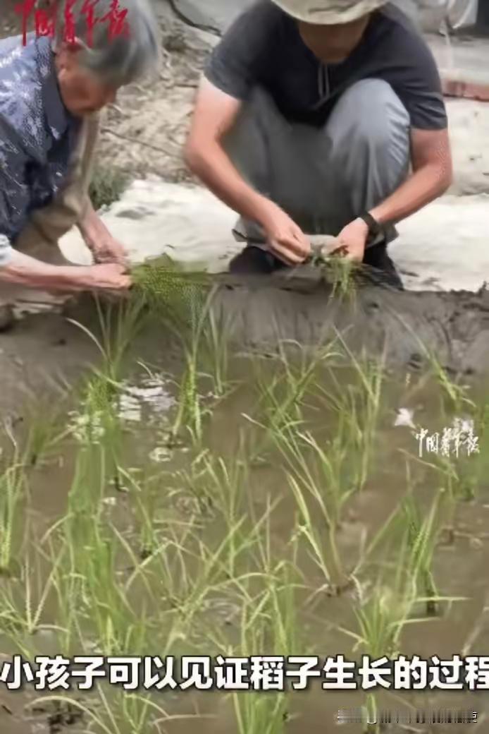 “太用心良苦了！”广东韶关，82岁老人突然用一小块水田种上稻子。她说:“重孙子