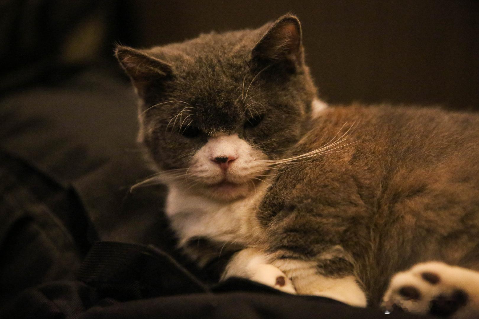人文摄影师（划掉）人像摄影师（划掉）风光摄影师（划掉）猫猫摄影师✓