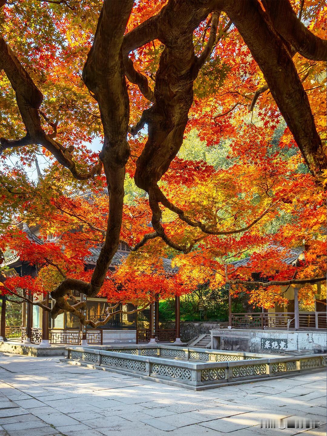 12月杭州景色太绝！窗框里藏着江南诗意……此刻的杭州，美到让人挪不开眼～