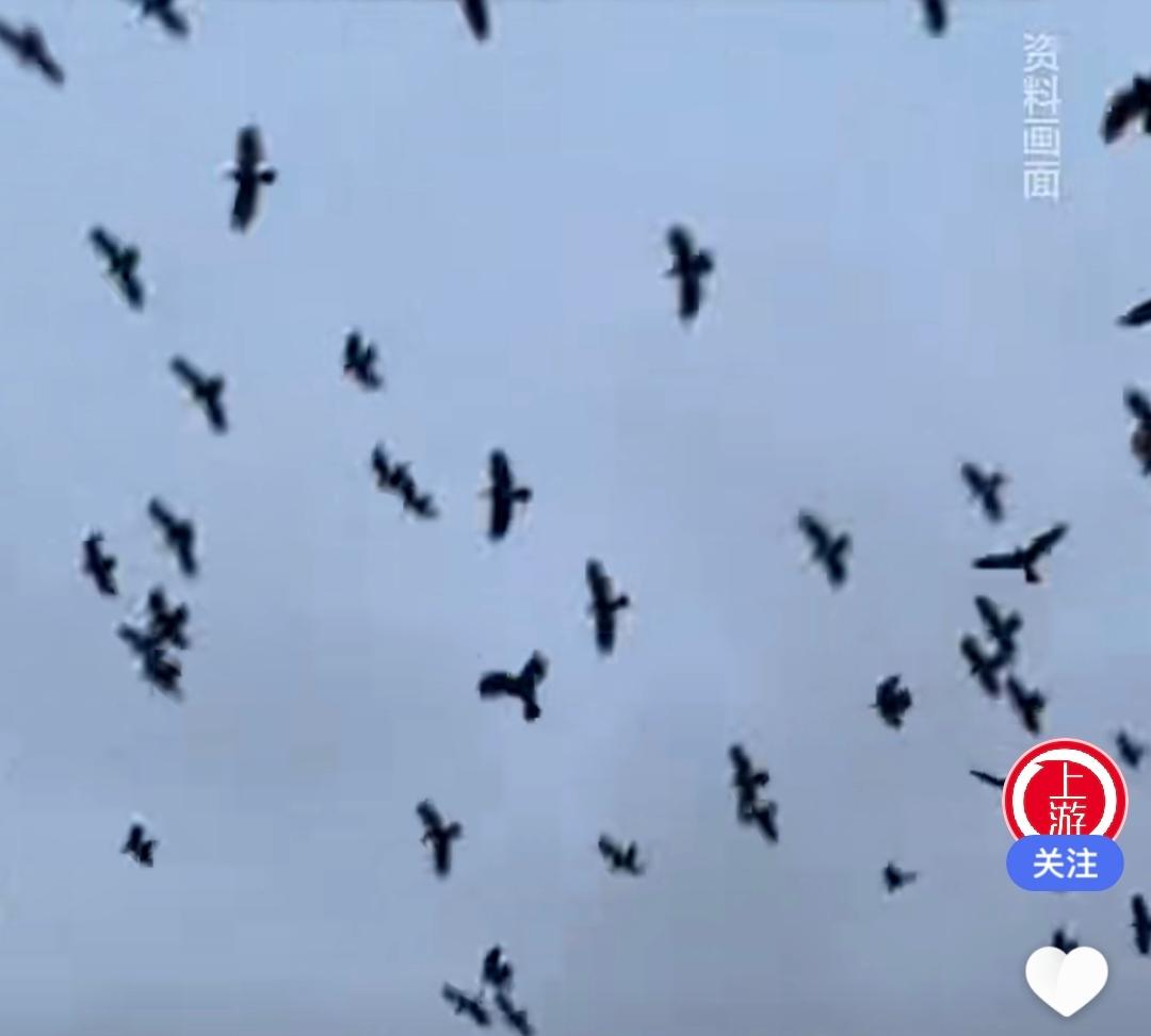 特拉维夫上空乌鸦遮天，这罕见的画面，直接把人给看麻了！据外媒25日报道，近