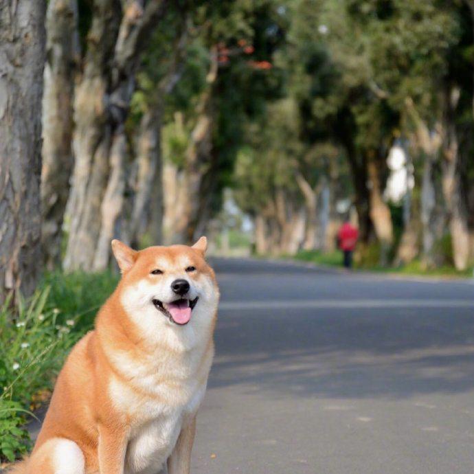狗子会陪你一起开心