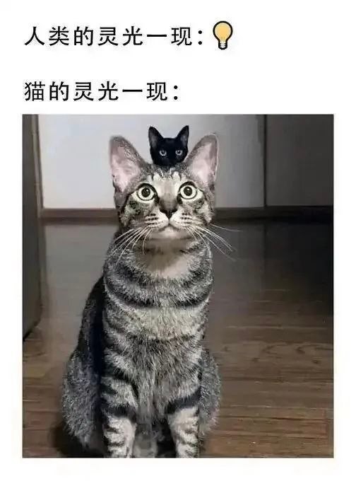 猫猫一现