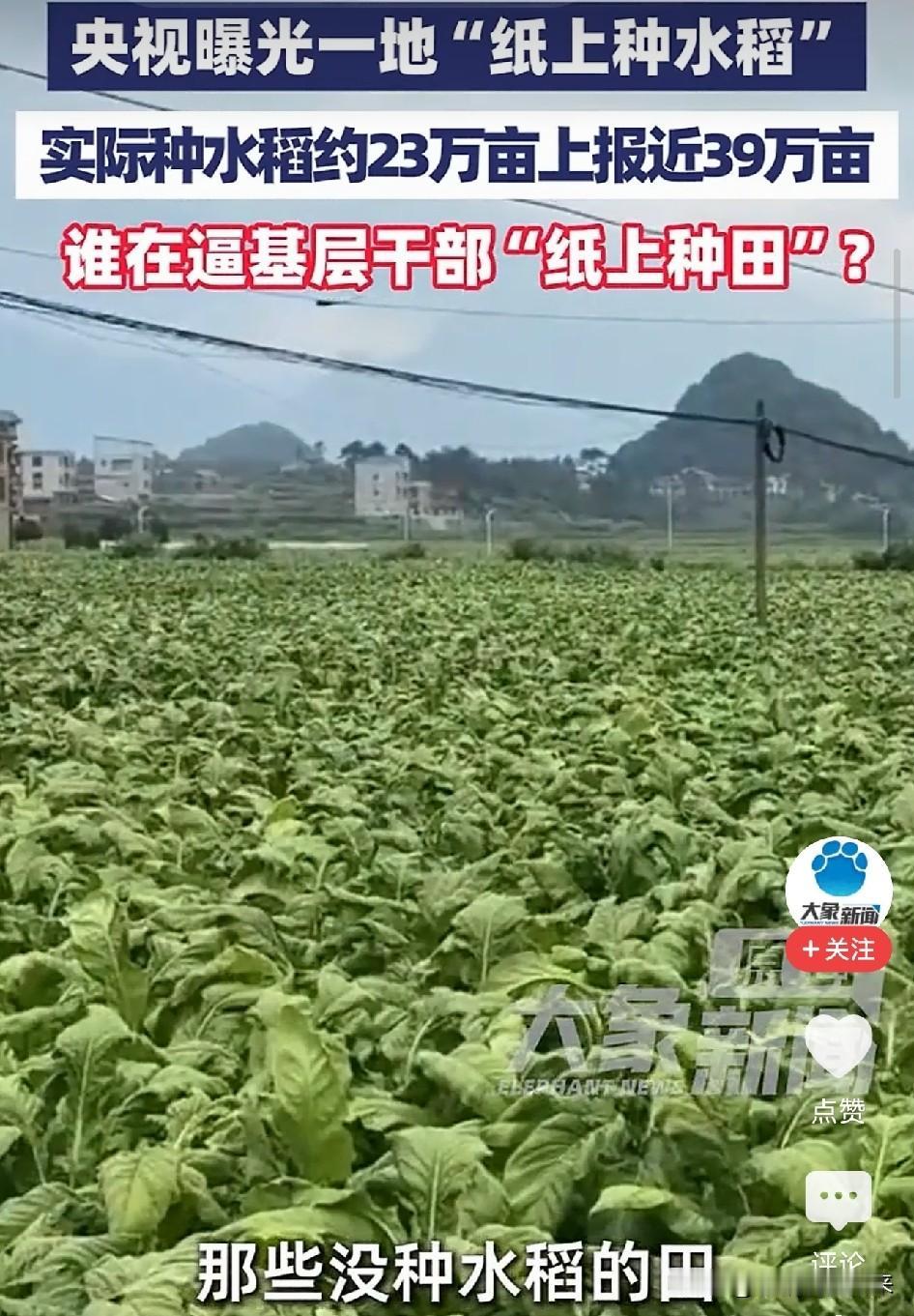 太荒唐了！湖南，上级要求种39万亩水稻，江华县报上去38.93万亩，央视记者带着