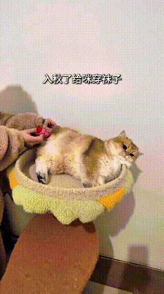 天渐渐冷了，主人心疼小猫，拿个小袜子给它套上，就套住了一条后腿。谁知道猫咪