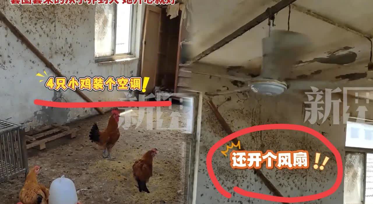 网友喊话：“鸡都比我凉快，太扎心了！”安徽这事儿看完真让人哭笑不得，一女