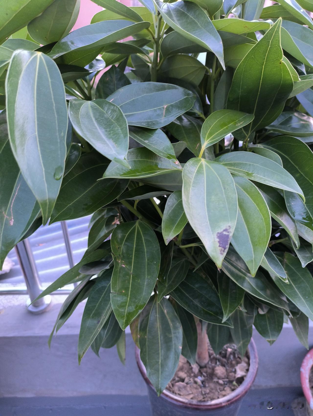 朋友卖花卉的，我说要两盆花，他却送两棵树给我，一棵平安树，一棵幸福树。他说这树贵