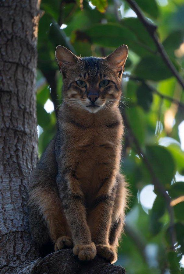 🐱先瞅瞅这"森林幽灵"长啥样🐱一只长了"M"字刘海的红毛猫，在婆罗洲的雨