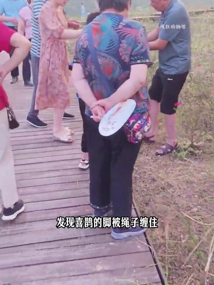 《救下喜鹊》洗澡报恩。女子从树上救下了一只喜鹊，然后把它带到路边检查，发现喜鹊