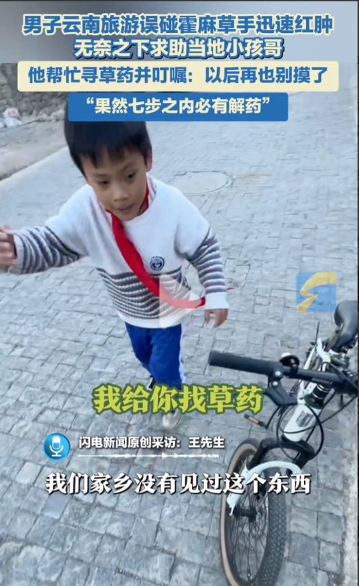 “这个小孩哥火上热搜了！”5月13日，云南丽江，一游客看见路边的一株植物长得挺特