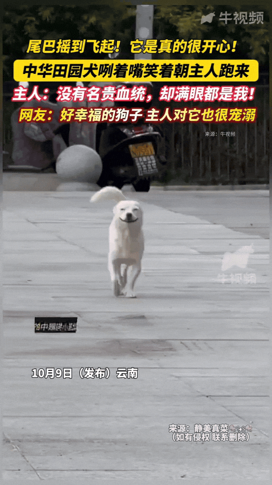 尾巴摇到飞起！它是真的很开心！这只中华田园犬咧着嘴笑着，一路朝主人跑来。主人