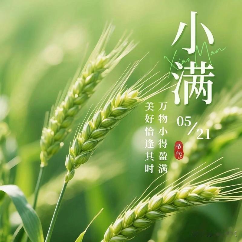 小满到了！看似普通的节气，却是庄稼管护的黄金时期很多农村朋友只知道