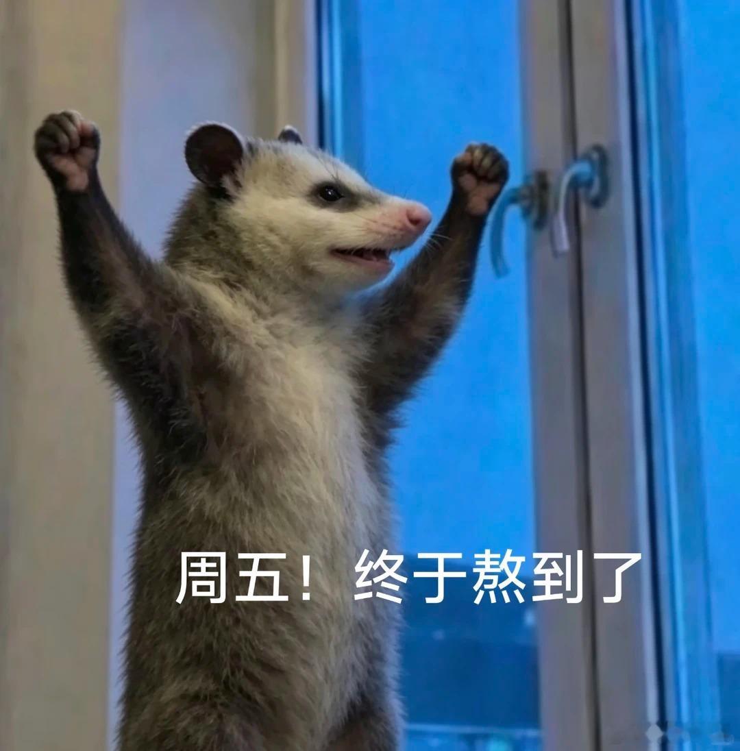 来一波负鼠的表情包～（做我们这行的，最忌讳的就是做我们这行～）