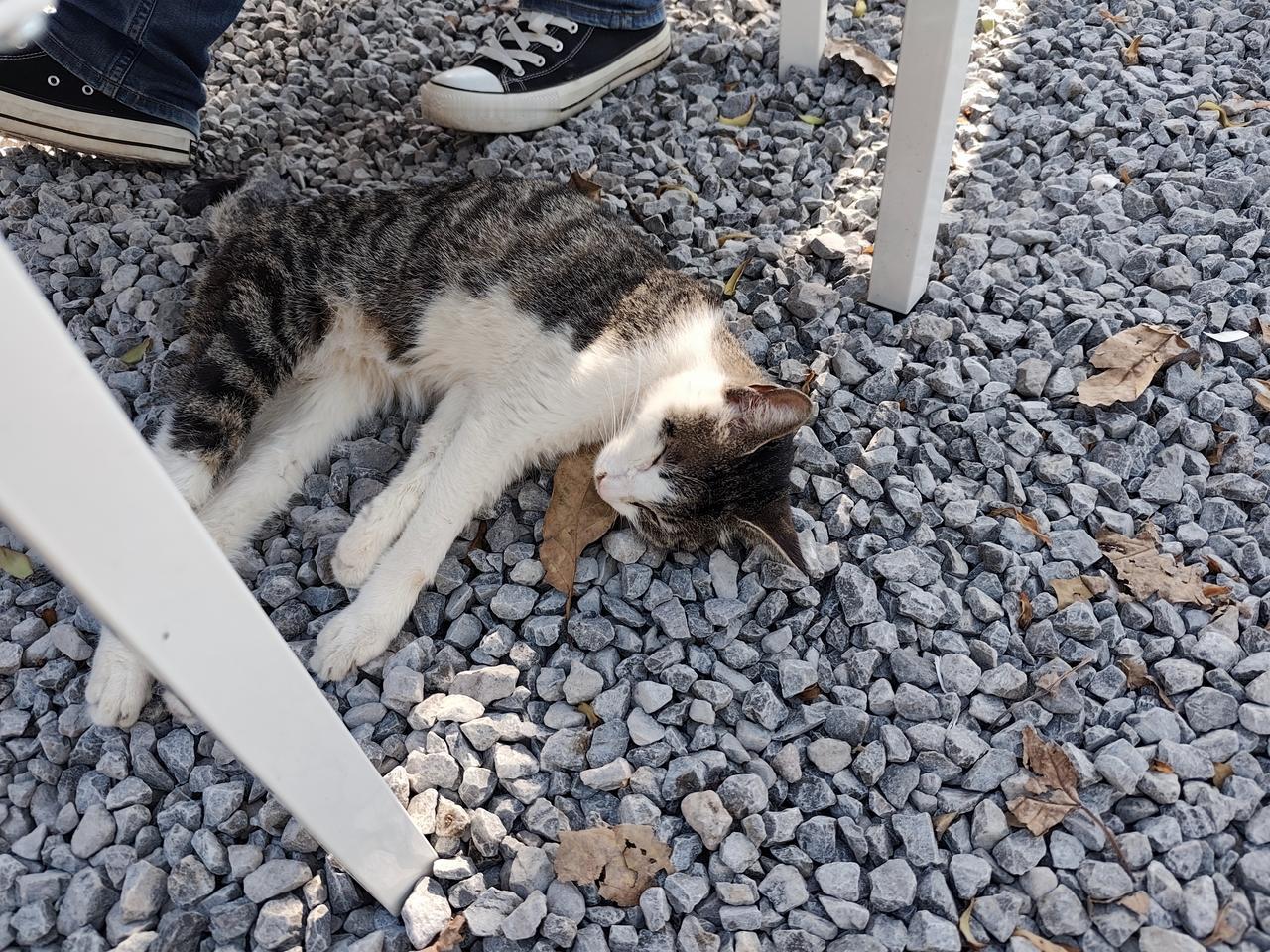 家里地方小不敢养猫，所以去猫猫乐园打个卡，慰藉一下想撸猫的心情！26WWg