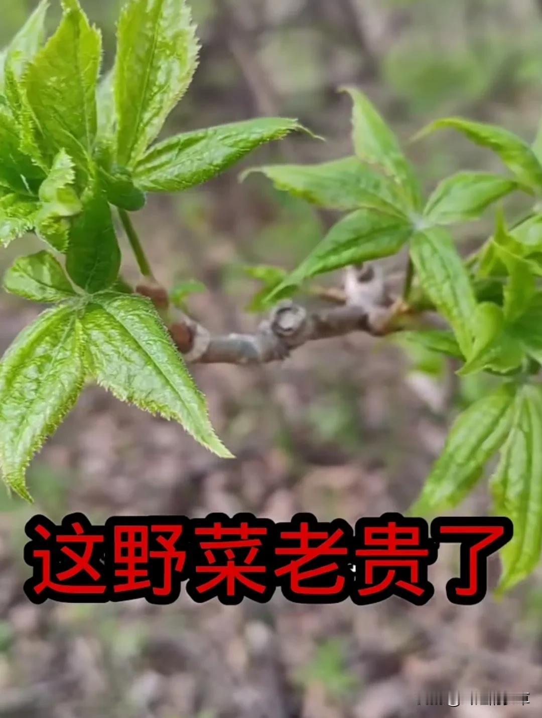 注意看了，它就是顶顶有名的刺五加了，它全草使用，根部，叶子，枝头。花朵，
