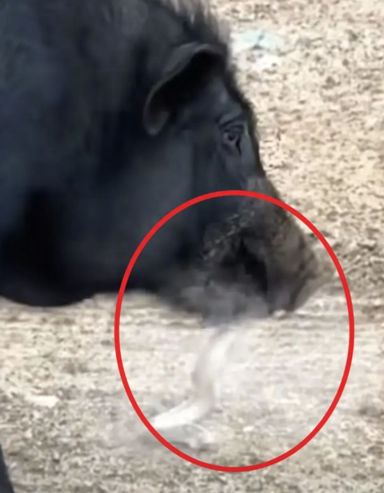 “蛇的天敌”6月26日，内蒙古一名女子在给自家的猪喂食的时候，看到一头黑猪嘴