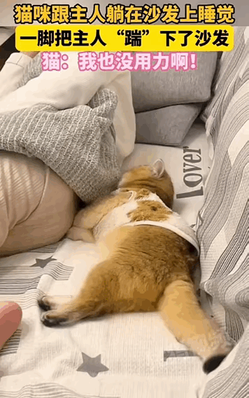 福建，猫咪和主人躺沙发睡觉，猫咪伸脚碰了下主人屁股，主人竟掉沙发。猫咪吓一跳站起