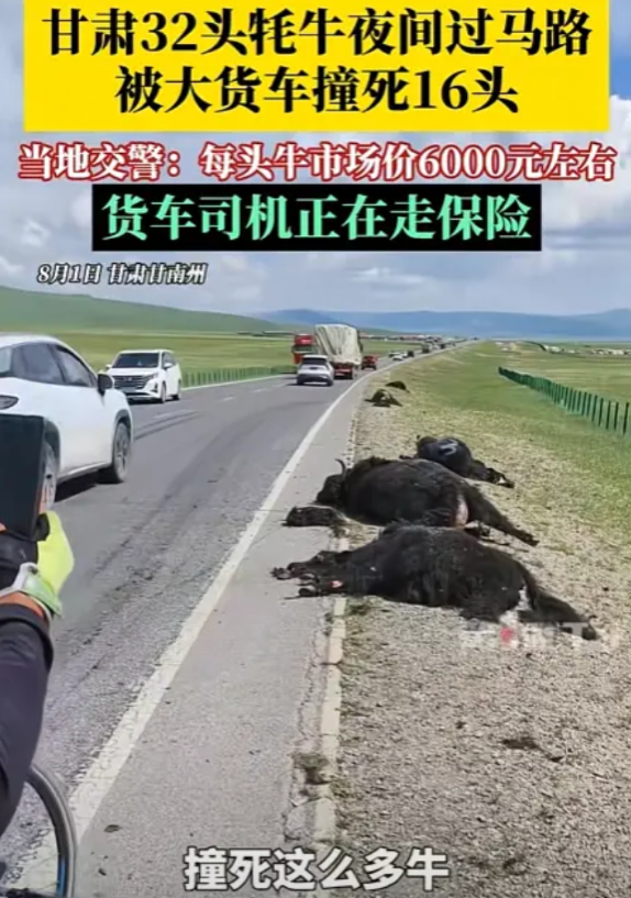 “太悲催了！”甘肃，男子凌晨开货车上路，突然前方出现一群黑影，他来不及刹车，一头