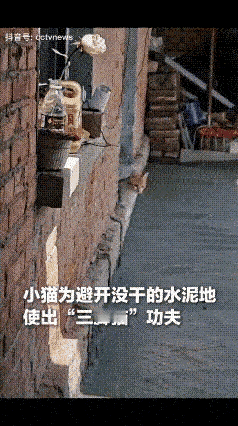 谁能想到，一只小猫咪能聪明到这种地步！一位网友，刚在家把地面抹上水泥，还没
