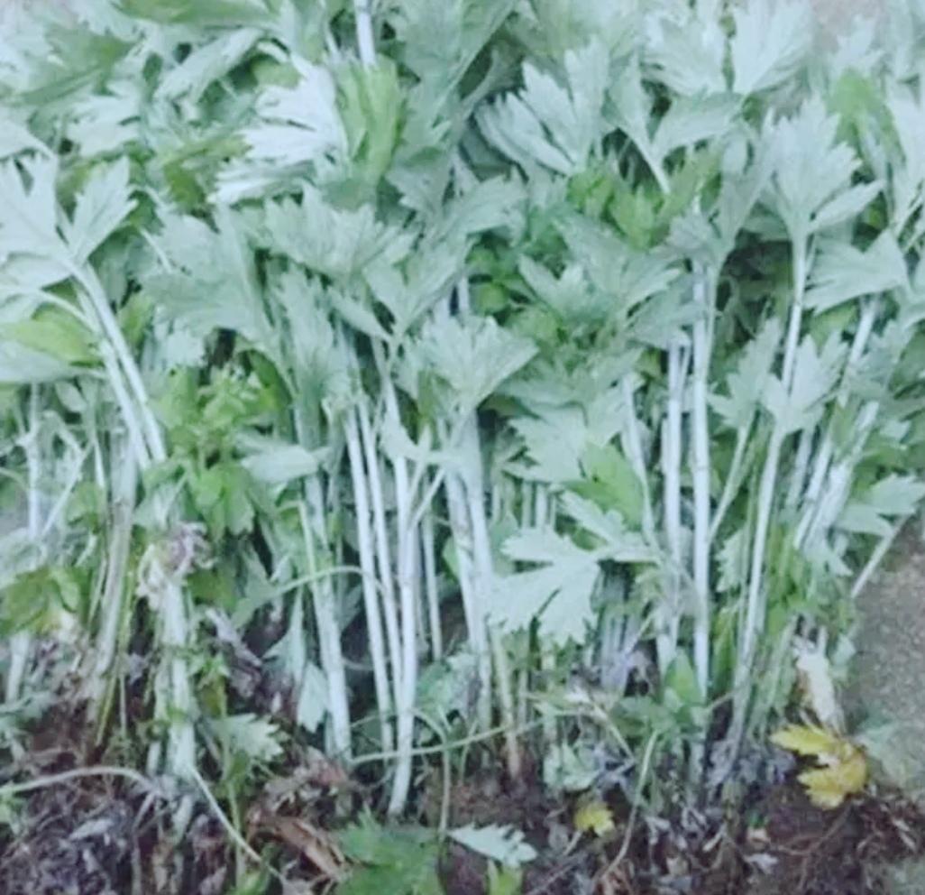 端午节挂艾草是根朝下？还是根朝上呢？我每年插三根或者是五根根朝下。看还