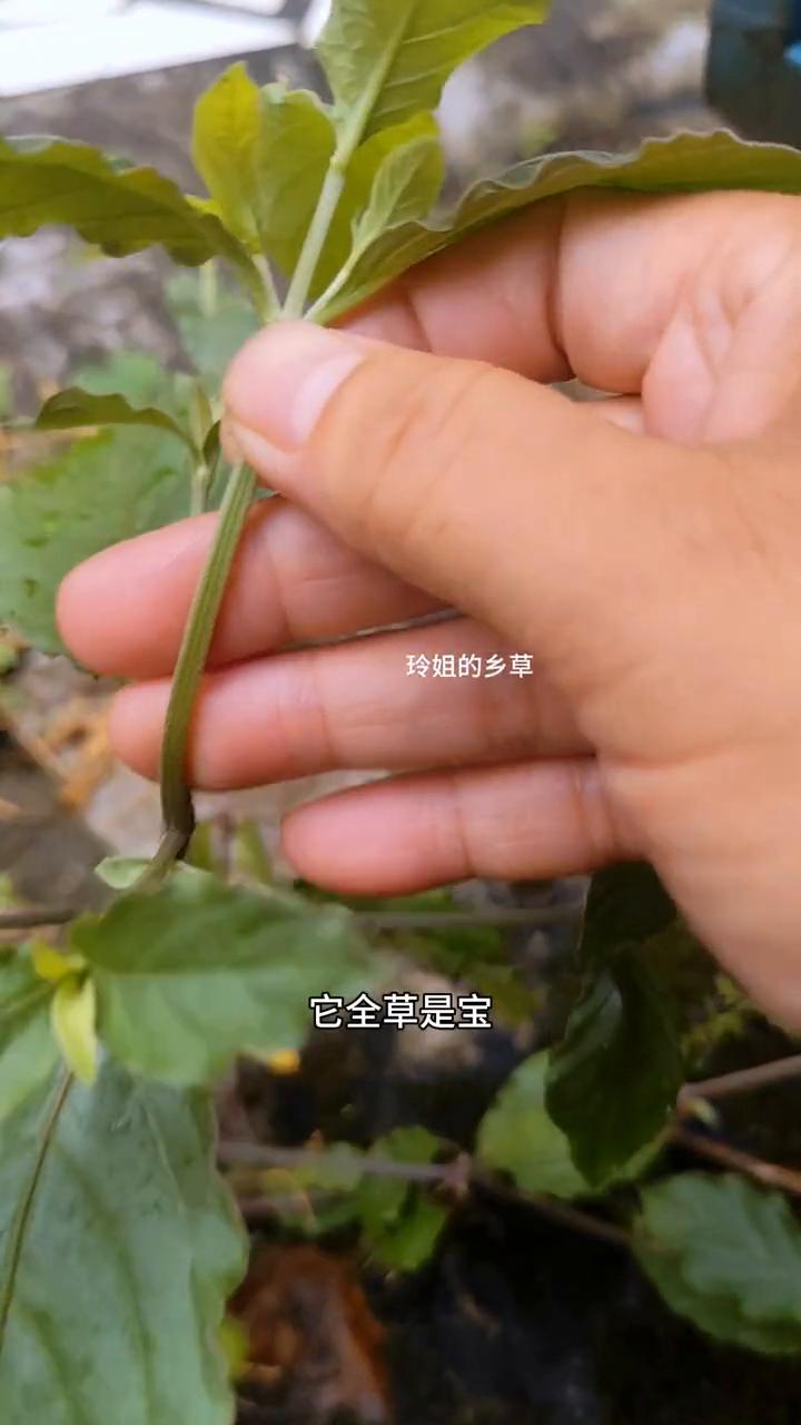 土牛夕。玲姐的乡草。请注意看，要是你在农村里看到这种植物，那你千万不要把它当