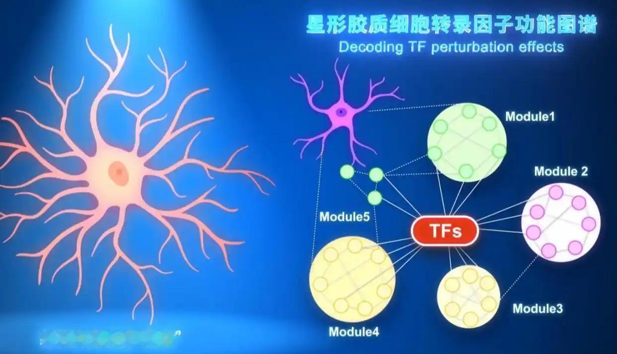 世界首张！中国科学家绘制“大脑管家”基因调控图谱，阿尔茨海默病治疗迎来新曙光📌