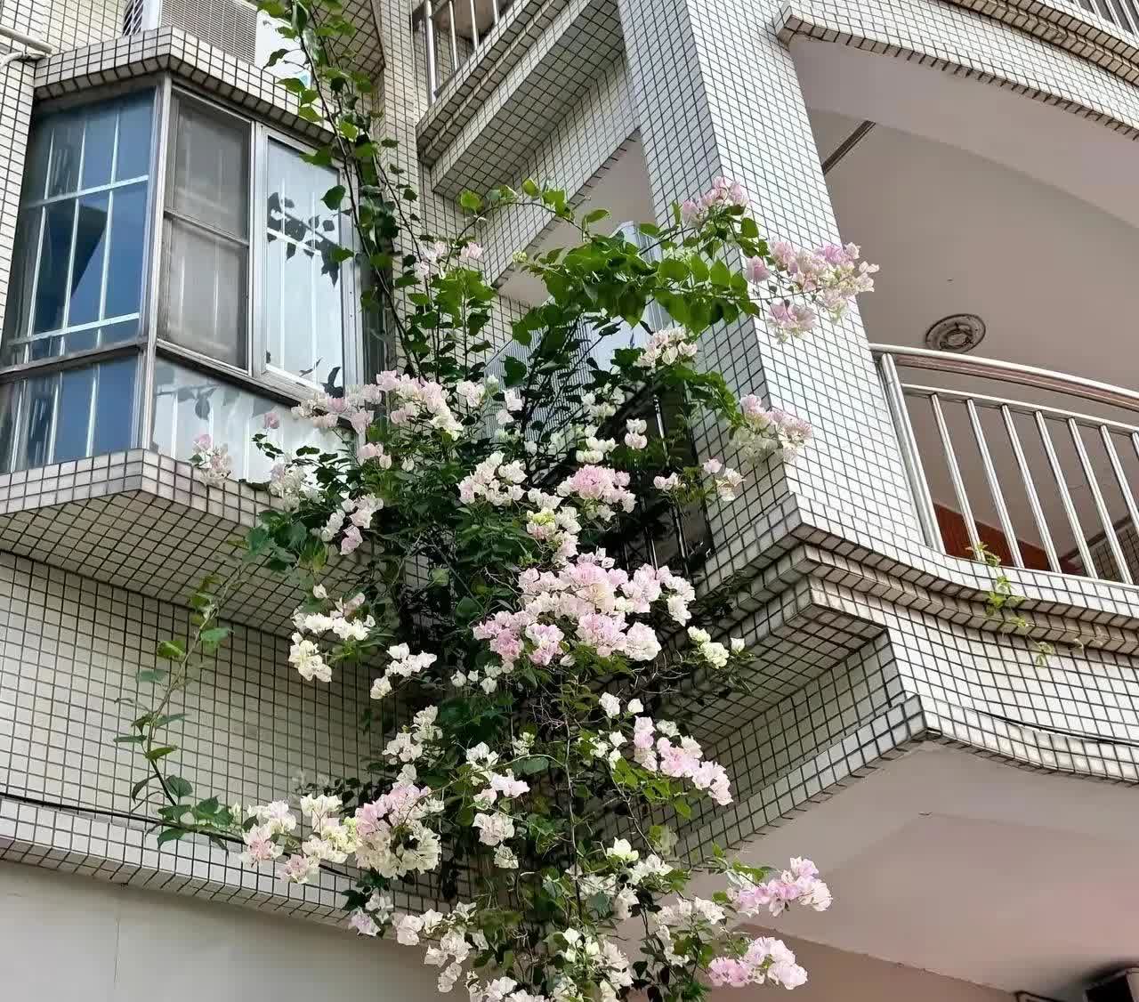 广东惠州，有一名女子跟团去旅游的时候，看到路边有一棵小花苗盛开着几朵小花，女子觉