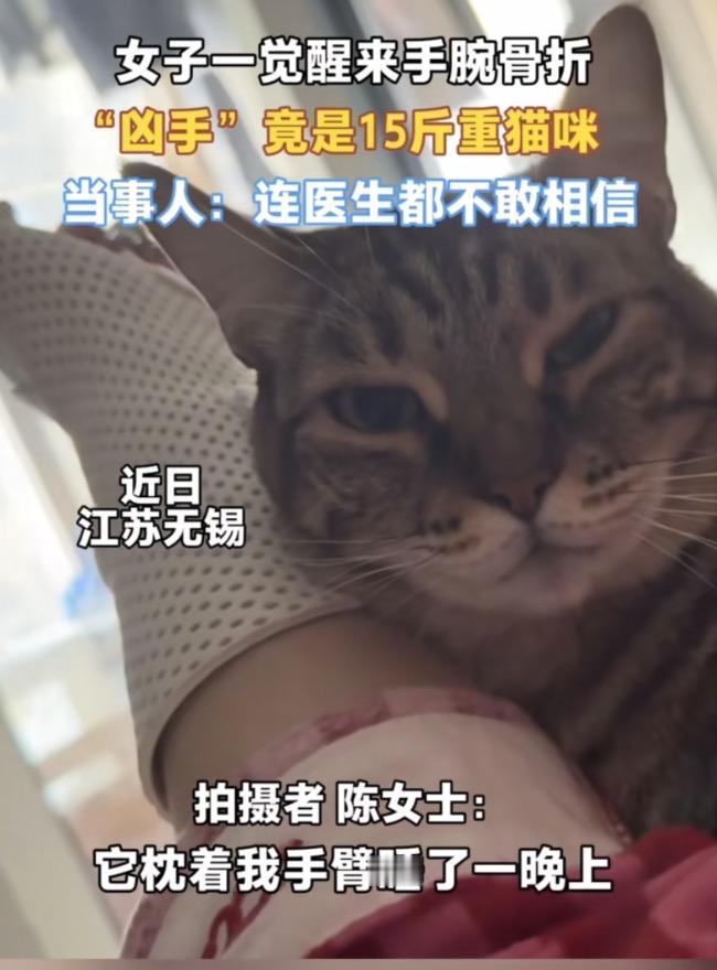 被15斤猫压骨折：你以为的甜蜜陪伴，正在悄悄伤害你！谁能想到，每天抱着软萌猫