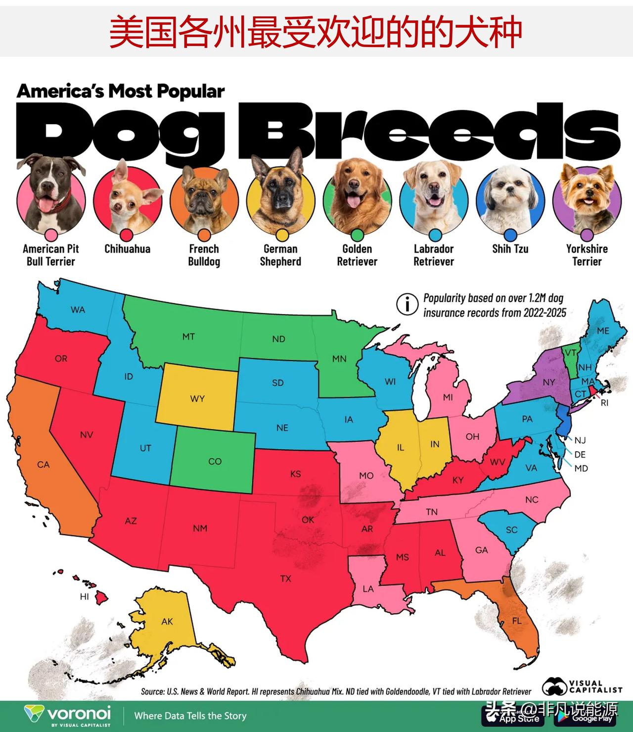 美国人爱养宠物犬，美国各州最受欢迎犬种是什么？美国家庭饲养的宠物犬总量超过