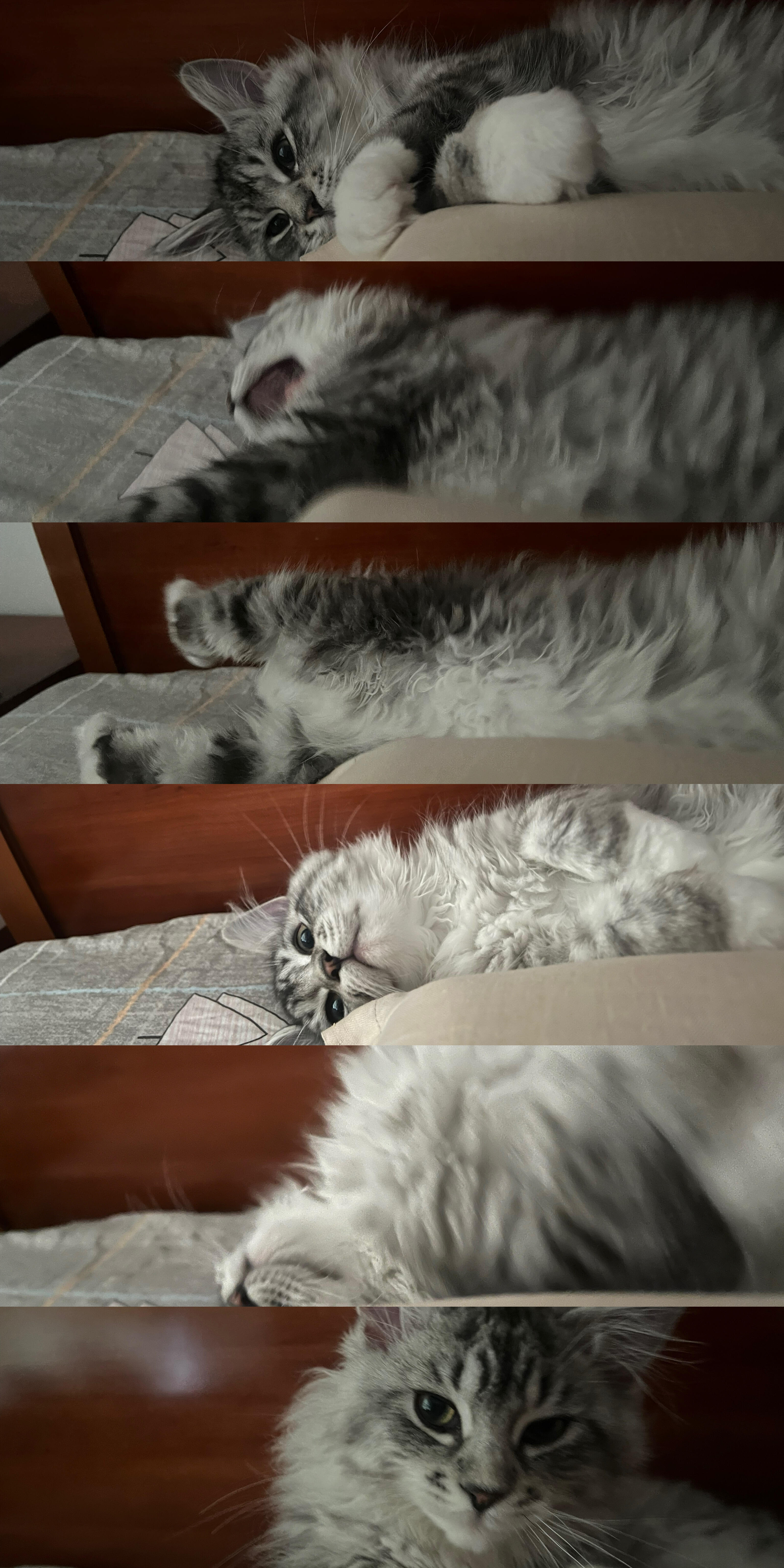 猫猫肯为你用心思，那就是爱你🥰