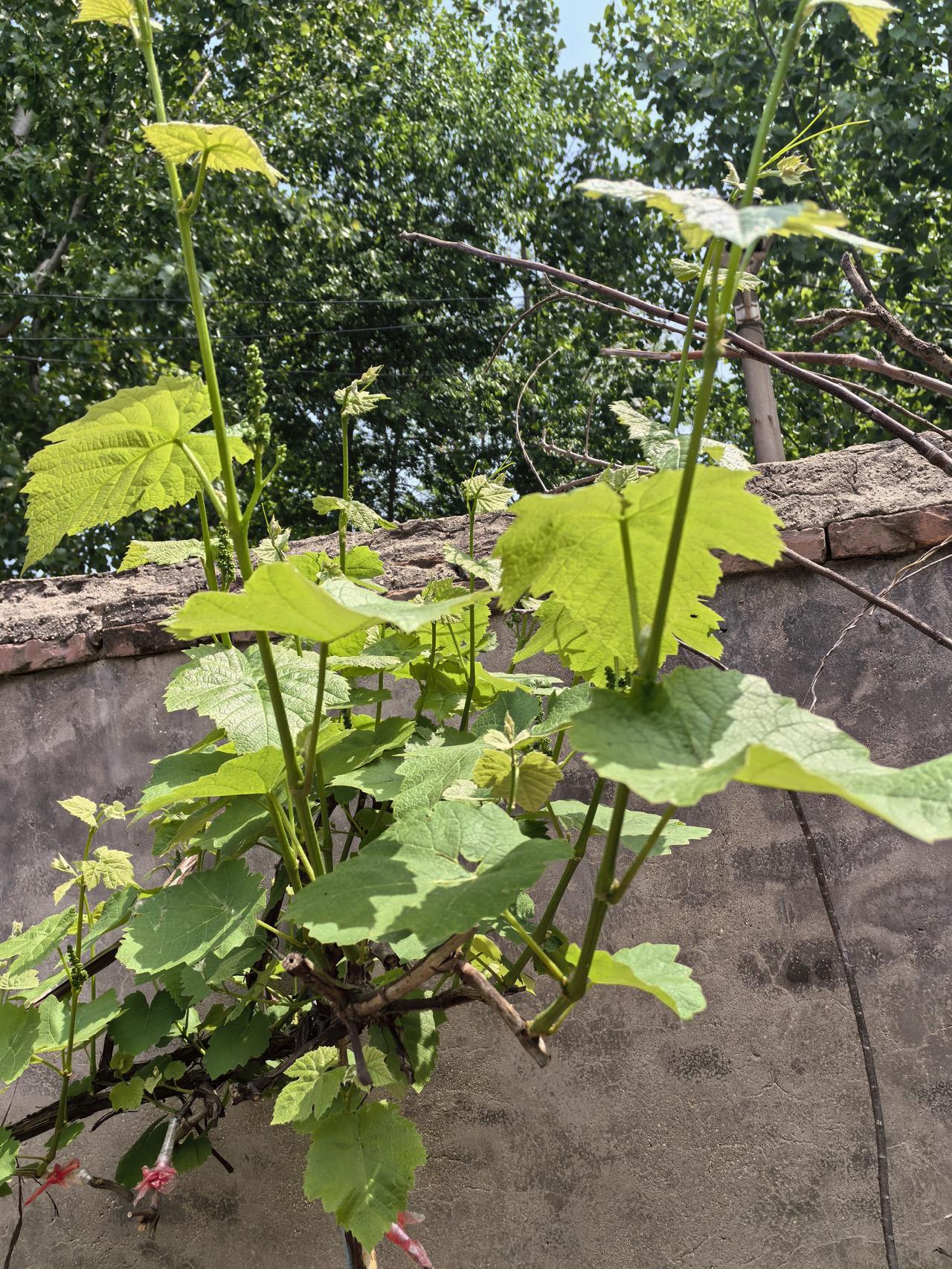 为何快乐8始终难盈利？不过是概率游戏里的人性陷阱你发现没有，你每次买的快乐8