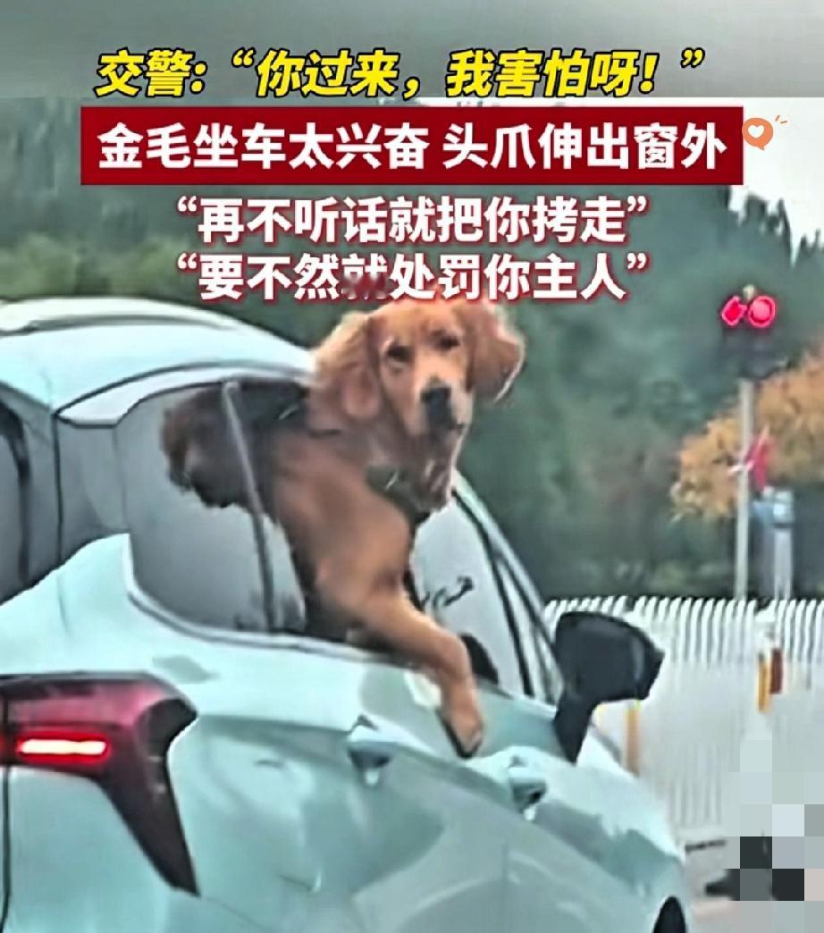 大金毛探车窗竟遇上警察，一个动作让警察叔叔免了责罚！开车带狗子出门，大金毛