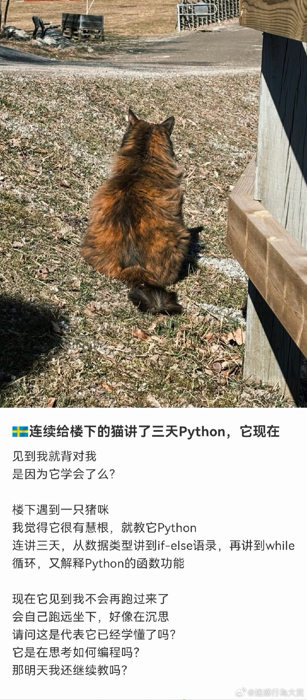 猫咪心想：瑞典没有蟒蛇